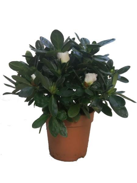 Arbusto decorativo: Azalea blanca “Rododendrun indicum”
