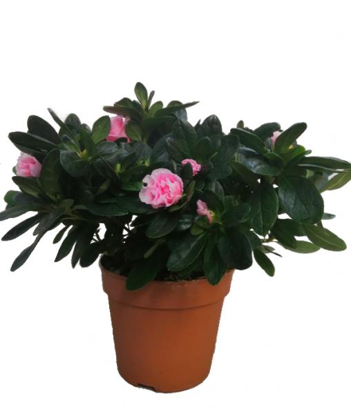 Arbusto decorativo: Azalea rosa “Rododendrun indicum”