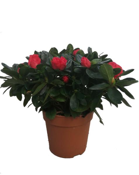 Arbusto decorativo: Azalea roja “Rododendrun indicum”