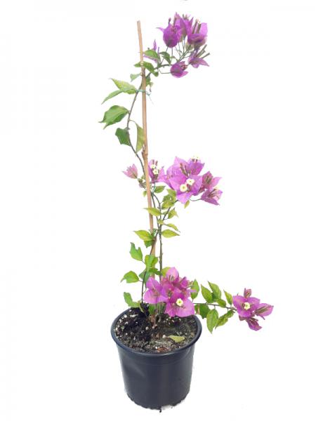 Planta trepadora: Bougainvillea glabra (FLOR MORADA)