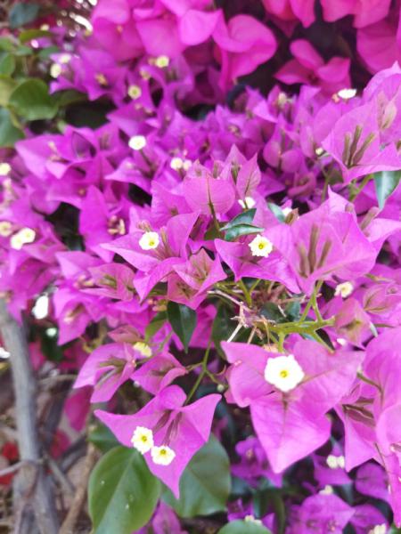 Planta trepadora: Bougainvillea glabra (FLOR MORADA)