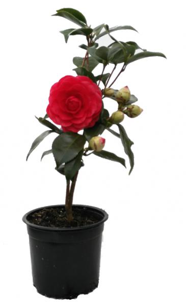 Plantas de seto: Camellia roja Eugenia de Montijo