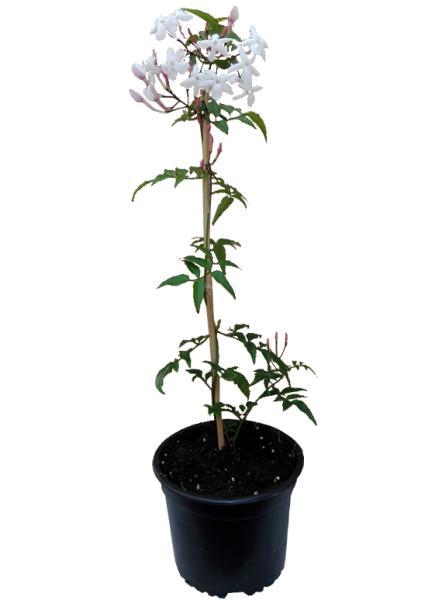 Planta trepadora: Jazmin Polyanthus