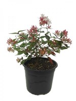 Abelia_grandiflora_M15/Abelia-grandiflora--R-201016