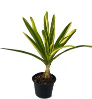 Agapanthus_M15/Agapanthus-africanus-201014-R-