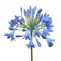 Agapanthus_M15/Flor-agapanthus--R-3