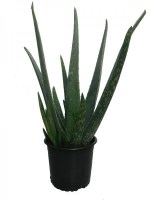 Aloe/Aloe-Vera