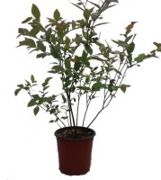 Arandano/Arandano-180420