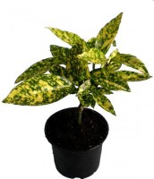 Aucuba_M10/Aucuba-japonica--R-