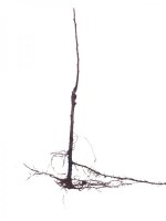 Avella_R/Frutal-raiz--R-18