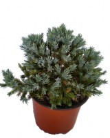 Blue_Star_M15/Juniperus-Blue-Star-0714--R-