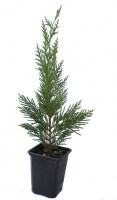 C_Leylandii_M7/C.Leylandii-R-6