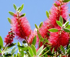 Callis_M15/02Callistemon