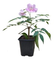 Campsis_rosa/Campsis_rosa