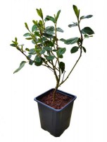 Ceanothus/Ceanothus-120322