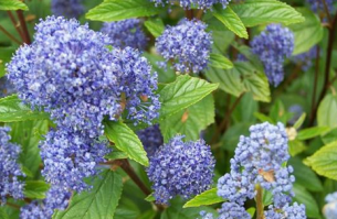 Ceanothus/Flor-Ceanothus