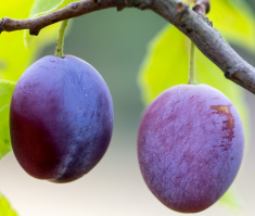 Ciru_for/00_Ciruelo_Fortune