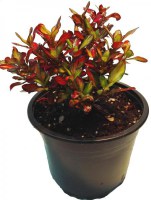 Coprosma_Midnight_Martini_M15/coprosma-mid-night-martini--R-