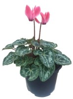Cyclamen_M/00_Cyclamen_mini_rosa