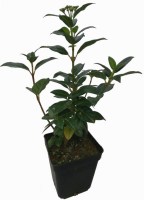 Durillo-M10-R-