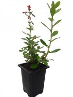 Escallonia-Macrantha-M7--R-_0x2002