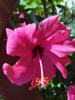 Hibi_rojo_m15/Flor-Hibiscus-rojo-2