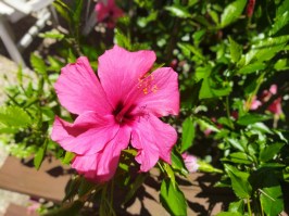 Hibi_rojo_m15/Flor-Hibiscus-rojo