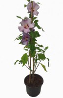 Hibiscus_azul_M15/0