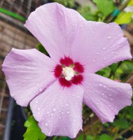 Hibiscus_azul_M15/Flor-Hibiscus-Morado