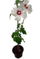 Hibiscus_blanco_M15/0