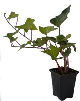 Hiedra--Hedera-Helix--R-8