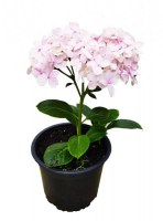 Hort_Gi/Hortensia-gigante