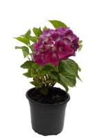 Hortensia_azul_M15/Hortensia_azul_M15
