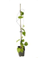 Ipomea_violacea/00_Ipomea_violacea