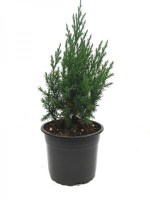 Juniperus_chinensis__Stricta_M15/Juniperus-chinensis-stricta-201016