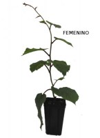 Kiwi_femenino/Kiwi-femenino-M10--R-