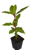 Lau_m7/Laurel-m7-111112-R-