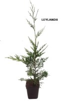 Lote_50_Plantas_de_Seto_M10/001