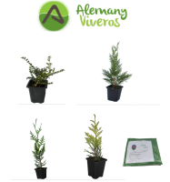 OFERTA_PACK_DE_SETOS/00_Pack_de_100_Setos