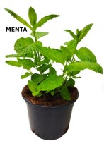 P_Aro/menta-2-