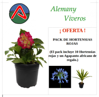 Pack_de_hortensias_rojas_M15/Seleccion_119