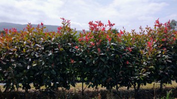 Photinia_Red_Robin__M7/Seto-Photinia