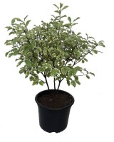 Pittosporum-Variegata-M15