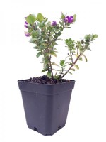 Polygala_Myrtifolia_M10/Polygala-Myrtifolia-M10--R--