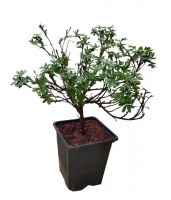 Potentilla/Potentilla-fruticosa