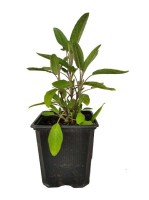 Salvia_off/00_Salvia