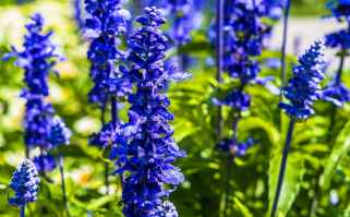 Salvia_off/Flor_Salvia