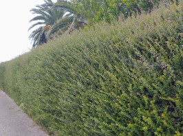 Seto-Lonicera4