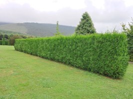 Thuja plicata Atrovirens - Alemany Viveros