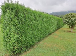 Seto_Thuja_Atrovirens_2_0x200